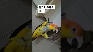 망고야~ 뭐하니?#카이큐#앵무새
