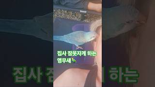 캠핑중 집사 못자게 하는 앵무새 #반려동물 #앵무새 #퀘이커 #집사 #낮잠 #캠핑 #야전침대