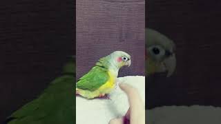 파인애플 코뉴어 애정 표현♥