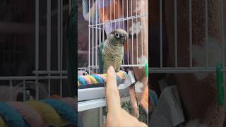 발 잘 주는 천재앵 밍키#앵무새키우기 #앵무새와놀아주기…
