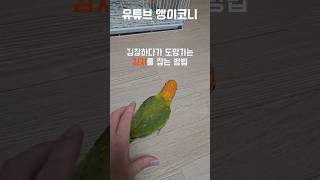김장하다 도망가는 김치를 잡는방법 #앵무새 #코뉴어 #썬코뉴어
