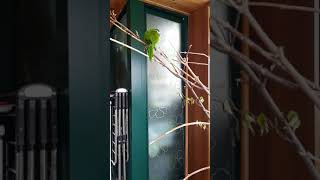 말도  춤도 노래도 잘 하는 한스 앵무새