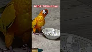 무염팝콘 먹는 썬코뉴어 #birds #썬코뉴어 #무염팝콘#팝콘먹는 앵무새 #앵무새 #썬코 #parrot