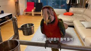 할리퀸 마카우 앵무새 루카와 함께 황금양 먹방^^