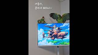 일진 앵무새의 비밀 #귀여워 #앵무새