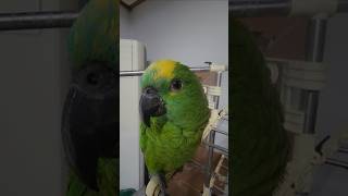 귀농귀촌 앵무새 소개하기