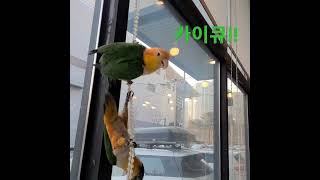 익스트림 줄타기!! #카이큐 #카이큐앵무새