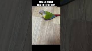 겁 많은 앵무새 집사가 네일 못 하는 이유