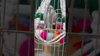 거  앵무새좀 차려와라 