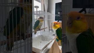 사고치고 감금당한 카이큐의 결말?