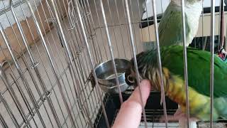 코뉴어 쓰담쓰담  해줄께~~시원해?ㅋ 샤론패럿