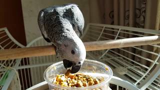 펠렛먹이기 3) 성공!! 으하하 뿌듯하다^^ 이제 혼자…