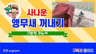 [앵무새 키우키 팁] 사나운 앵무새 꺼내기(feat. …