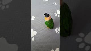 검은머리카이큐가 휘파람 소리와 빵~소리에  뒤집는 재주를 ~