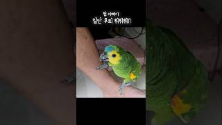 아빠를 본순간 스토커짓을 멈춤고 도망가는 아랑이 #아마존앵무새 #아랑이 #아빠는싫어 #스토커짓하다가