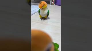 앵디언 족장 깡몬~~