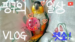 [김포문화재단 펫쇼 공모전] 카이큐 핑구의 일상 / Caique vlog, PINGU the caique