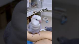 눈으로 말하는 앵무새들 ️‍️ 퀘이커앵무새 회색앵무 모…
