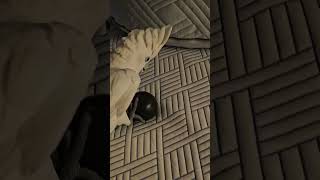 앵무새 입양은 가족과 지구를 위한 선택이에요