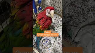Baby Green Winged Macaw. One of the largest of the macaw family of 