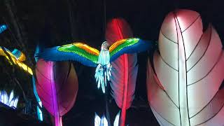 Blue & Gold Macaws, Green Winged Macaw, Colorful Feathers Asian Lantern Festival Central Florida Zoo