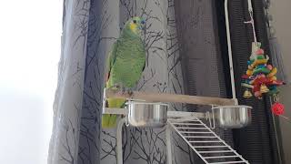 이보다~아마존 말하는새^^