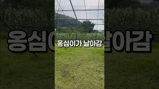 날아간 앵무새 찾는 엄마  아마조나 앵무새카페 모란앵무…