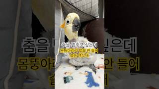 노래를 꺼야 춤을 멈출 수 있는 반자동 롬뚱아리