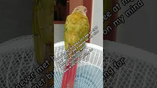 [앵뽀] 앵두최고  아이맛있다 #fyp #shorts #pets #parrot #앵무새 #funny #cute