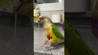 소망이의 일상(코뉴어)