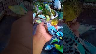 This Amazon bird toy is SO COOL#birds#parrot #birdslover #budgis #lovebirds #budgiegar #cute #health