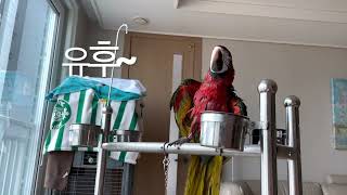 마카우 루카의 댄스타임!!!