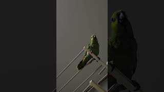 귀농귀촌 아마존앵무새 말하고놀기