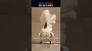 “말하는 새” 앵무새, 알고 보면 더 놀랍다! #앵무새…