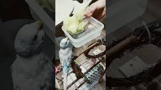 목욕하는 귀요미 앵무새들