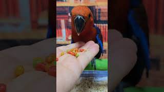 사랑스러운 뉴기니아 앵무새가 평생을 반려할 가족을 찾아…