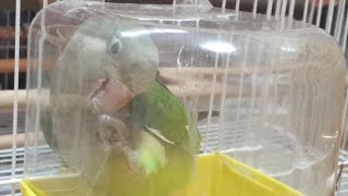 퀘이커앵무새 순도리♡부츄 모란이3인조 (만나서 방가방가…