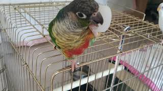 코뉴어 ^^ 뚜껑이 좋아~~^^샤론패럿