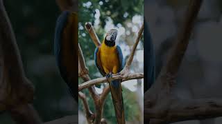 금강앵무새, 마카우, Parrots, Macaws 10…