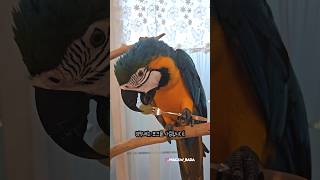앵무새는 포크로 과일을 먹습니다 #앵무새