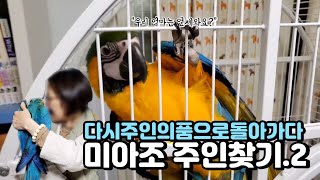 [미아조 주인찾기 2탄]주인을 잃어버린 청금강 앵무새를…