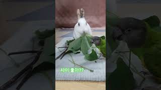 무늬만 사이좋은 수리와 하늘이♡  #parrot #앵무새 #반려동물