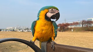 마카우 청금강 앵무새 겨울이의 성장과정! | 아기새에서 자유비행까지 | (macaw parrot grows up)
