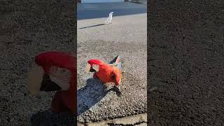 umbrella cockatoo and green wi…