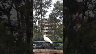 Cockatoo Bird#cockatoo#호주코카투#시…
