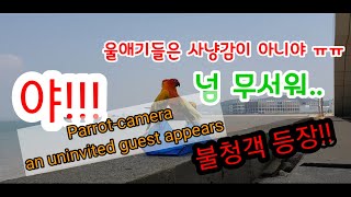 앵무새 몰래카메라 불청객등장 /Parrot Hidden Camera an uninvited guest appears