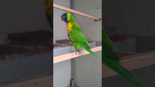 오색이 모닝 인사 받으세요 ㅋㅋ