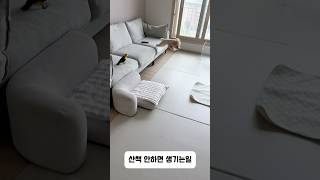 에너지가 남아돈다 #귀여운 #강아지 #동물키우기 #반려…