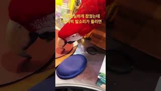 일하다 인기척이 들려 옆 창문을 보면.. #홍금강앵무새…