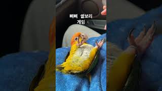 삐삐엄마랑 쌀보리 게임 #카이큐 #parrot #bir…